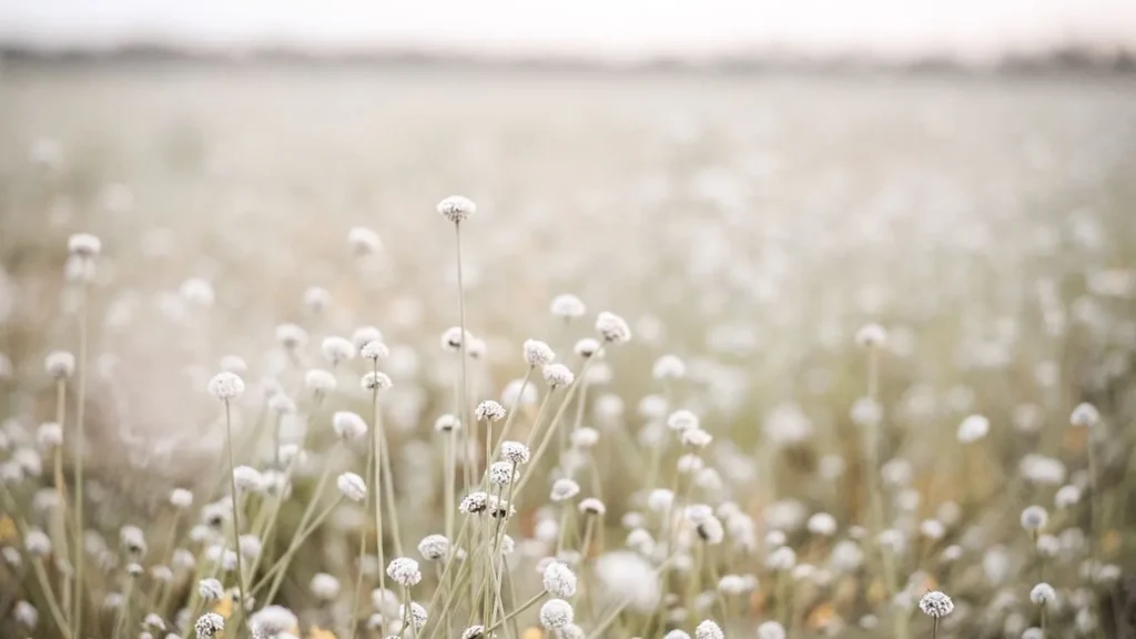 Campo de flores blancas a contraluz, con luz suave de primera hora